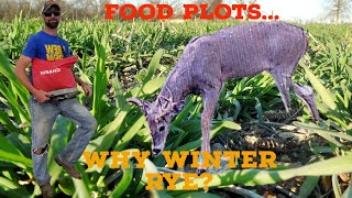 Winter Rye For Food Plots : Explained