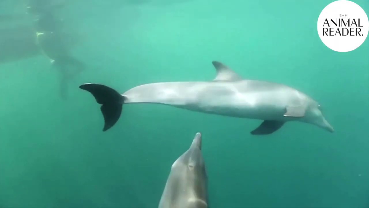 Rehabilitation center in Bali helps captive dolphins return to the wild