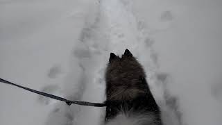Keeshond snow walk 2