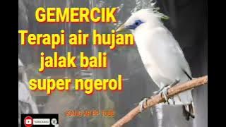 Terapi Burung Jalak bali super jinak ,agar gacor burung jalak bali muda atau bahan.