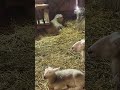 lamb and sheep are close by in the barn relaxing and ruminate toronto canada apr 2026