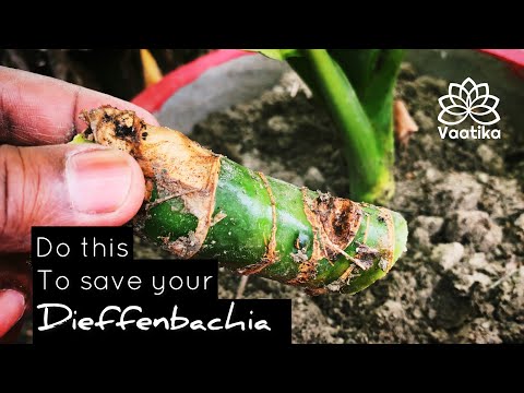 Do this to save your Dieffenbachia | Nursery Secret | Dieffenbachia Care | Dumb Cane Plant Care
