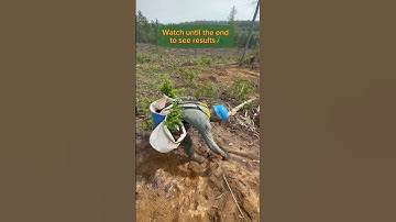 Tree planting results #tree #forest #treeplanting #nature