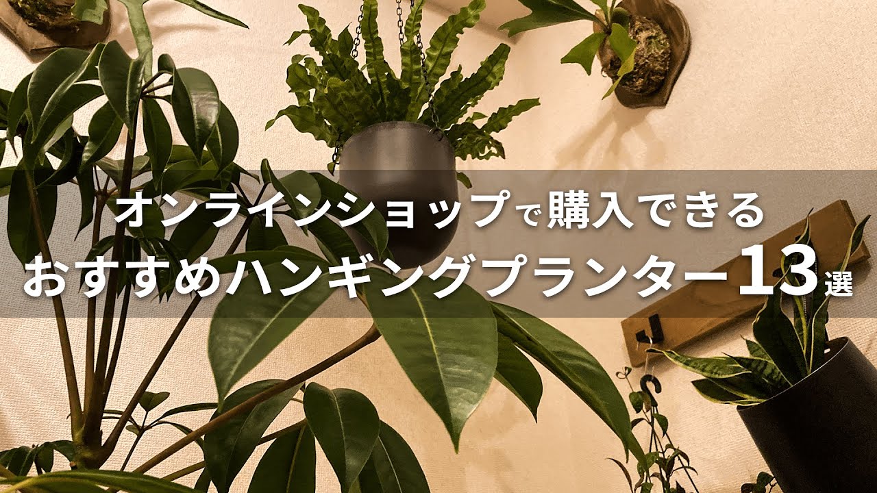観葉植物】ハンギングをより楽しくおしゃれに！ネットショップで買える