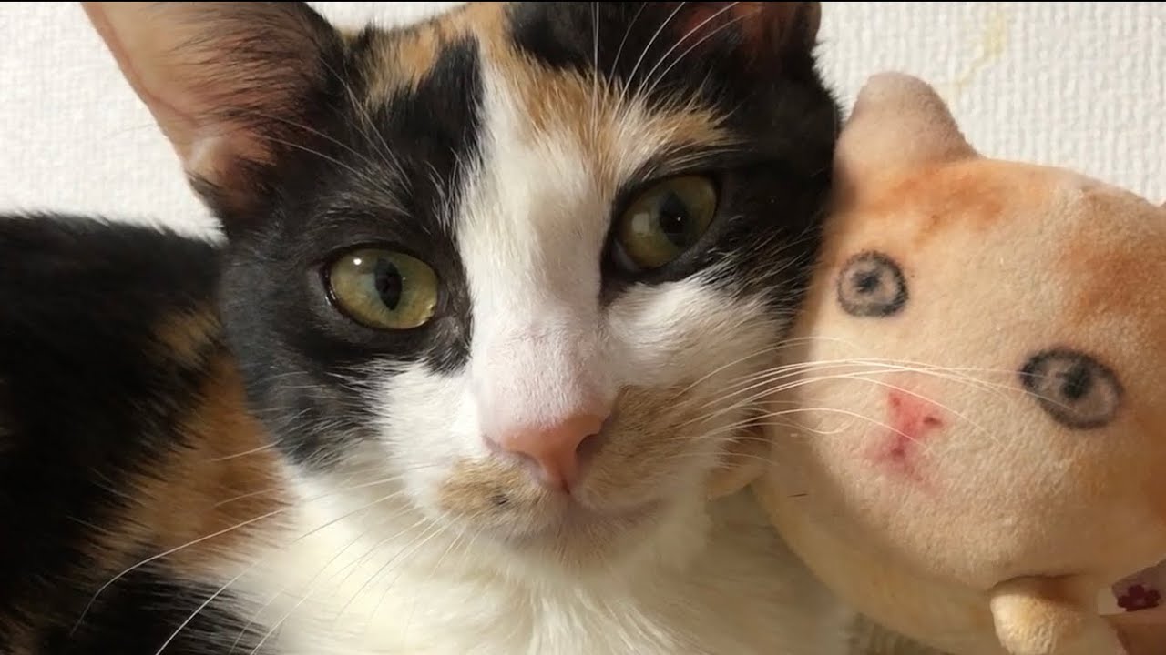 優しい子猫は親友のリアル人面猫ぬいぐるみに場所を譲り 端へ寄りすぎて落ちそうになる Gentle Kittens Give Up Their Seats To Stuffed Animals Youtube