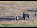 The Dance of the Grizzlies and Wolves