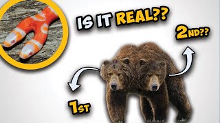10 Weirdest Two Headed Animals