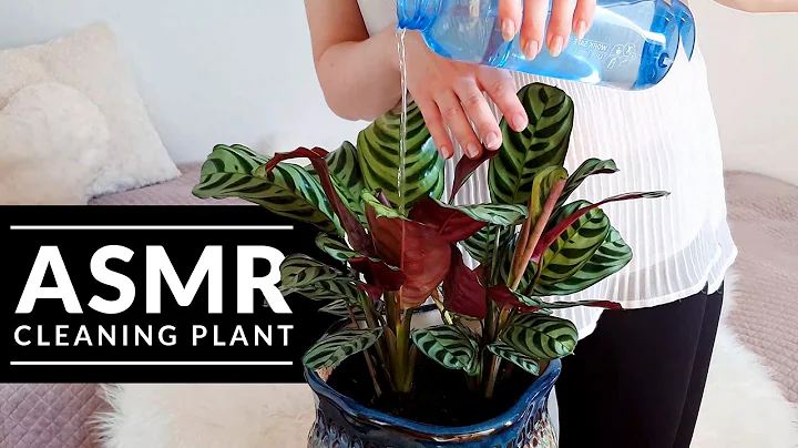 ASMR Cleaning Plant (ASMR No Talking)