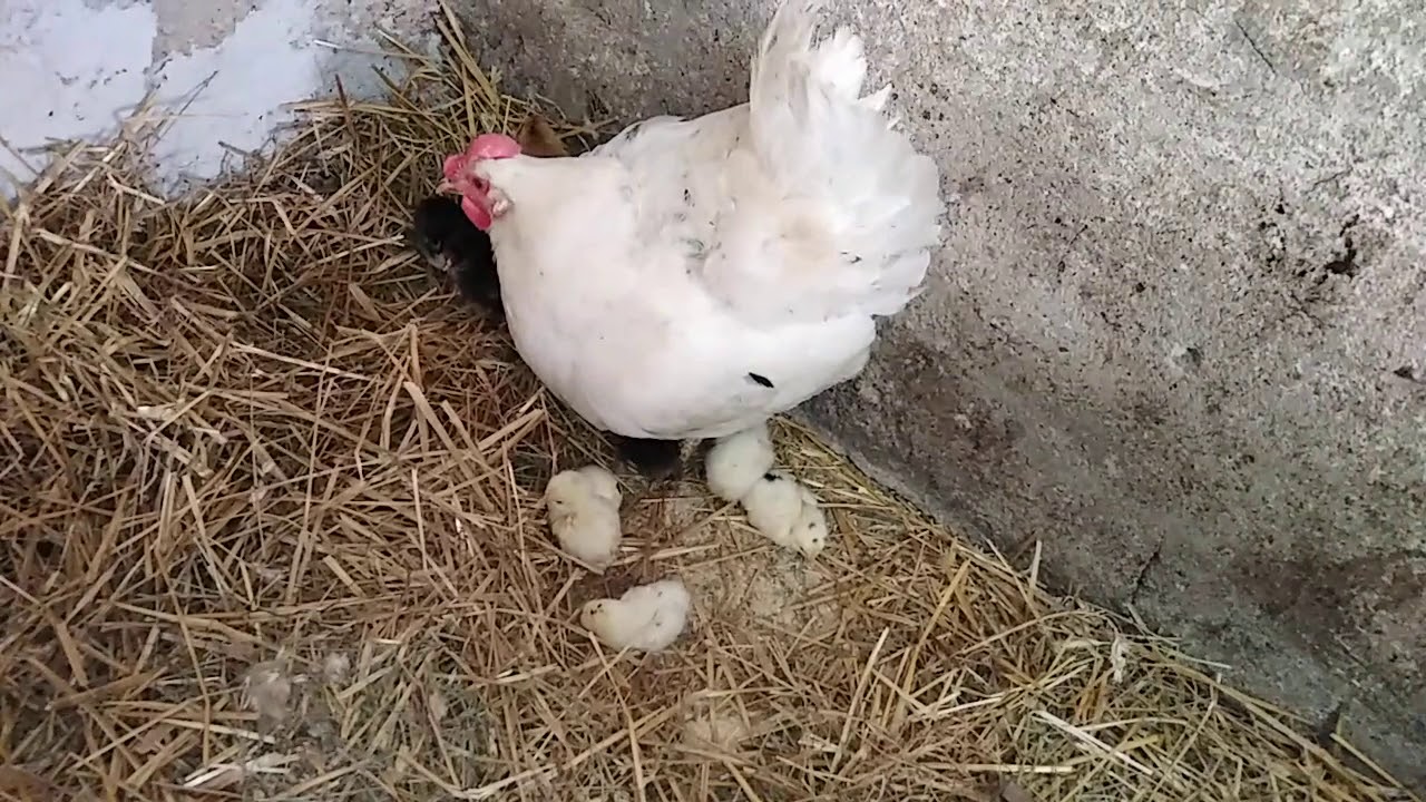 Kvočka je izlegla piliće! 💚