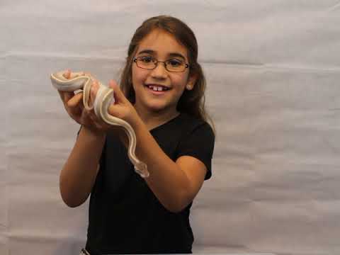 pythons for sale YOU WON'T BELIEVE IT! Naomi Shows How to Make the Amazing Mystic Potion Ball Python!