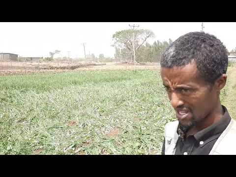 ቪዲዮ: የሽንኩርት ዱቄትን በሽንኩርት ቅንጣቢ መተካት ይችላሉ?