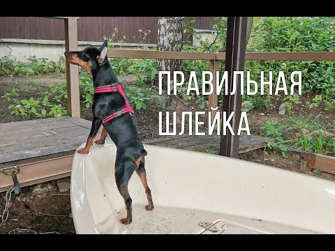 Видео: Как правильно выбрать ремень для вашей собаки