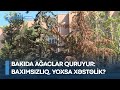 Bakıda ağaclar quruyur - Baxımsızlıq, yoxsa xəstəlik?