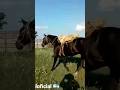 Лошадь сама грузится #horses #mustang #природа #лошади