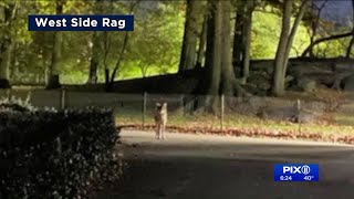 Coyote spotted in Central Park