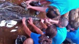 Measuring Mahatma the Burmese Python at Palm Beach Zoo