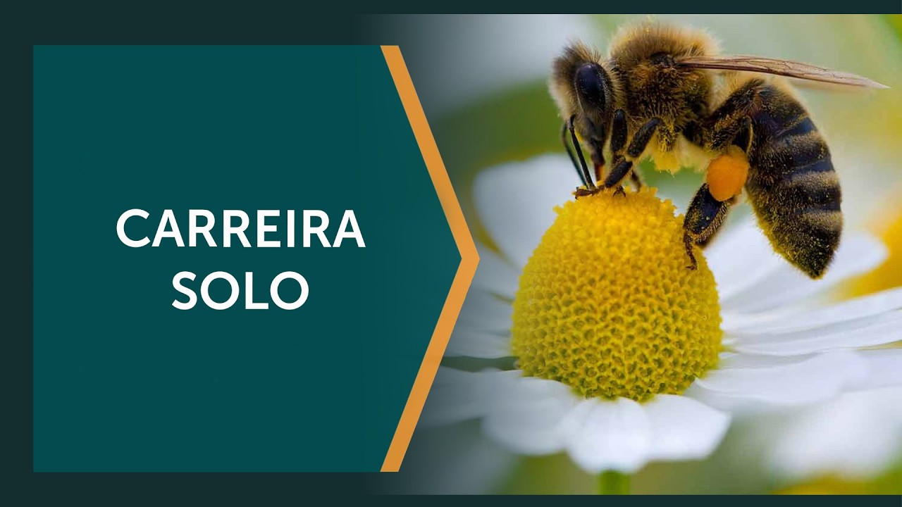 Grande parte das abelhas vive solitariamente