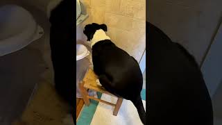 funny dogs #funny #dogs #pets #funnypets