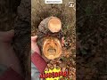 ¡Increíble! Convirtió el tronco de un árbol en una obra de arte!! #curiosidades