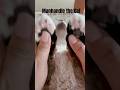 #cat#funny#silly