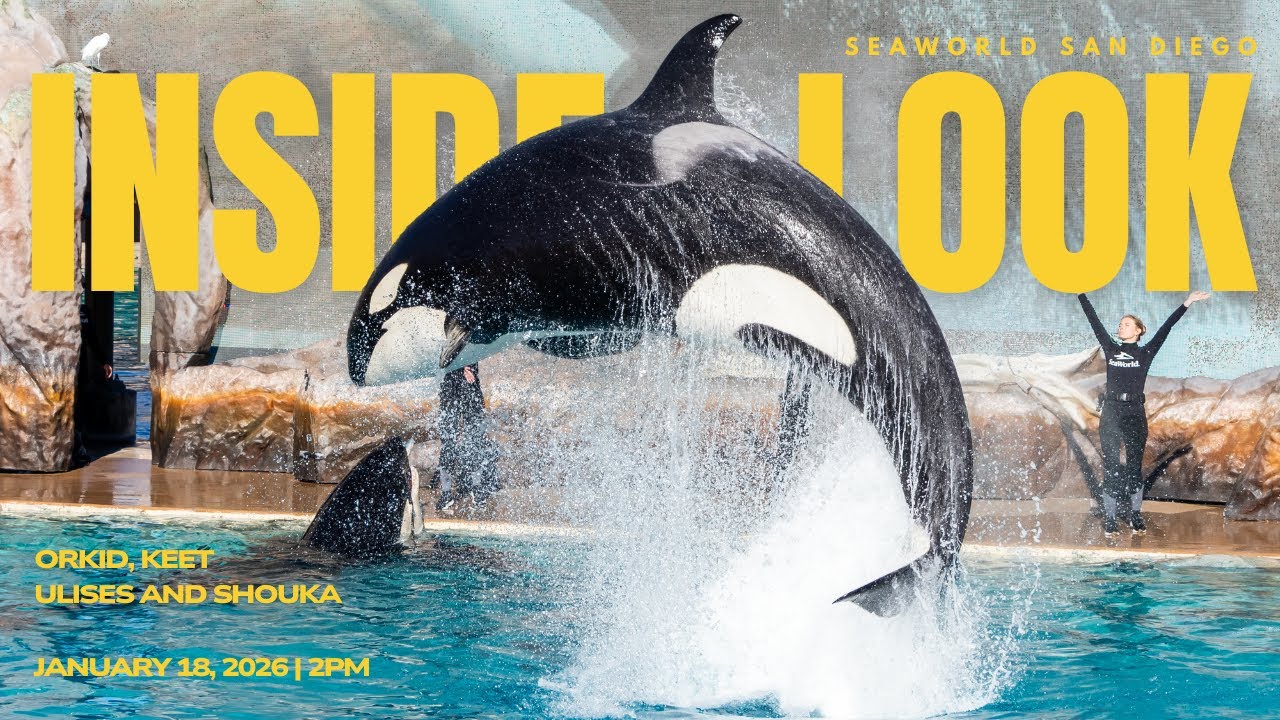 Full Inside Look at Orca Encounter | Orca Research Studies at SeaWorld San Diego California