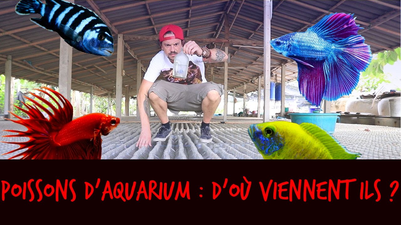 POISSONS D'AQUARIUM : D'OÙ VIENNENT ILS ? - VLOG THAILANDE - TOOPET
