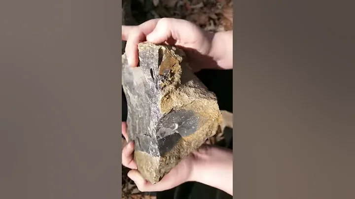 Rock, Mineral, and Fossil Finding with the Gang.