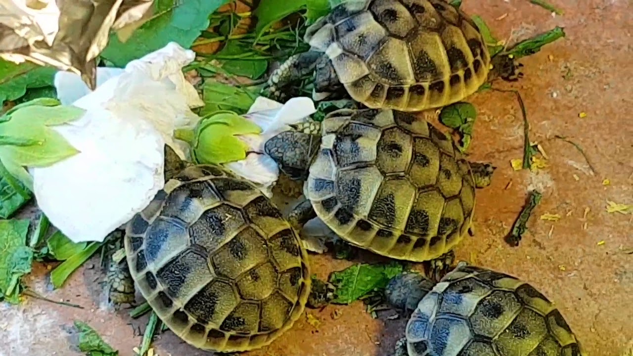 Baby Tortoises eating hibiscus flowers