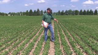 Soybean School: Feeding for Yield