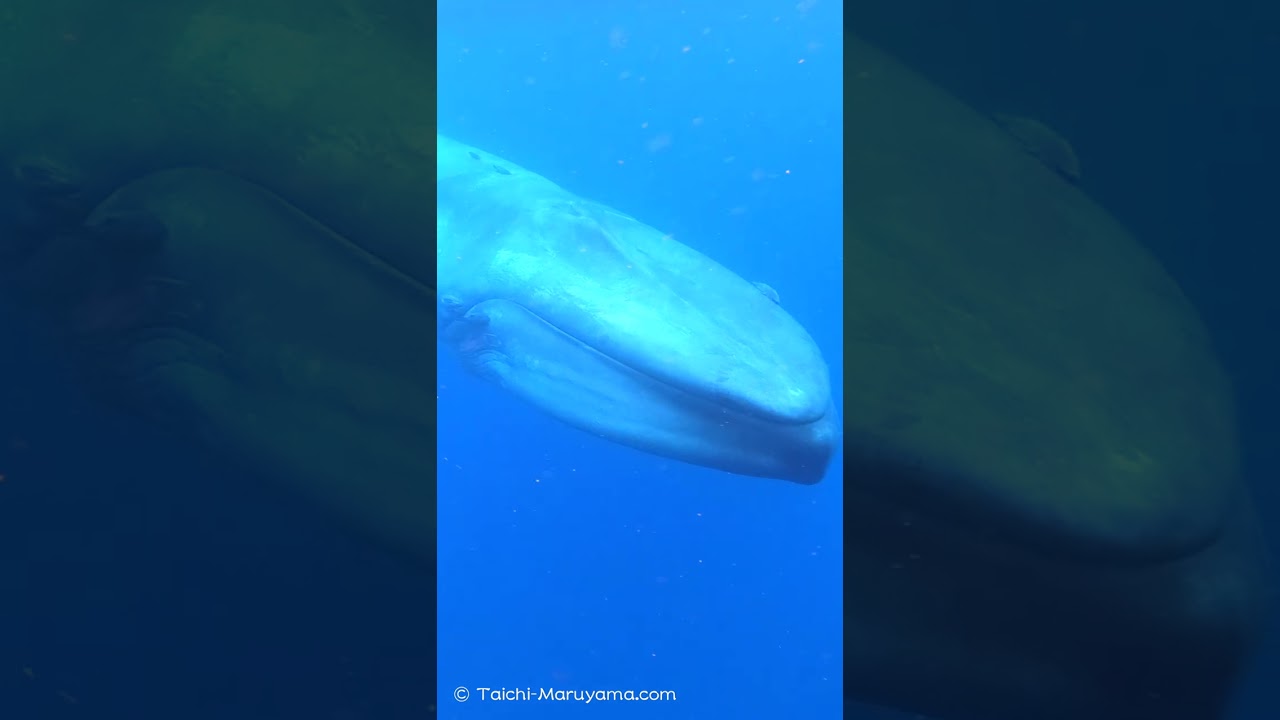 白長須鯨／シロナガスクジラの瞳🐋