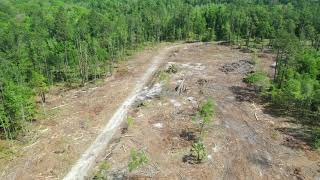 Lochloosa Creek Farm, Grove Park pine thinning and harvest