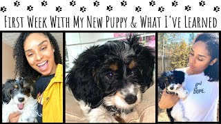 🐾 Puppy Tips for New Dog Owners: Dachshund + Toy Poodle Dog | Lifestyle | Unbrelievable by Unbrelievable  182 views 2 years ago 18 minutes