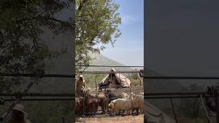 From Colostrum to Returning Milk;The Story of Milking Goats