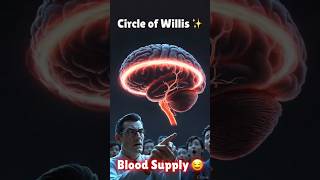 “Circle of Willis 🧠 | Blood Supply of Brain Explained | BD Chaurasia | 3D Animation Hinglish”