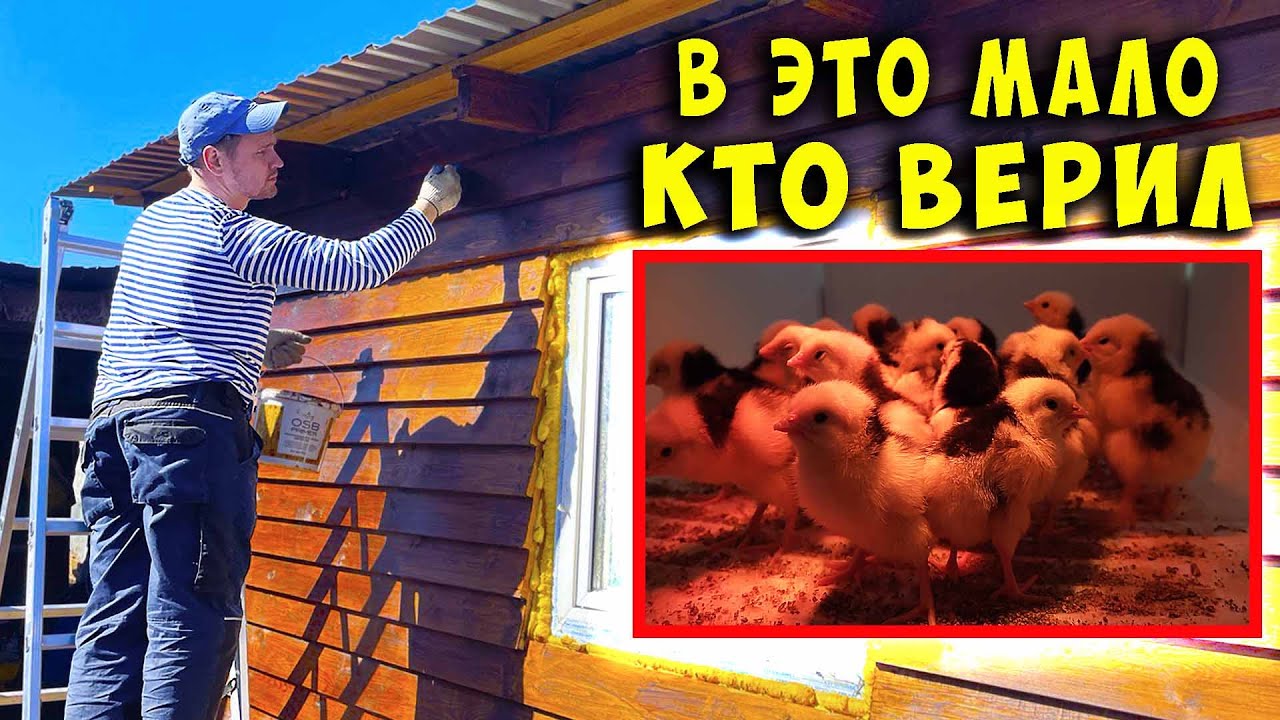 ПРИСТРОЙКА ОБРЕЛА ЗАКОНЧЕННЫЙ ВИД. ВЫВЕЛИ ЦЫПЛЯТ БЕЗ ПЕТУХА - YouTube