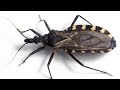 CHAGAS,La enfermedad de la muerte silenciosa. Hemiptera Triatoma Infestans.