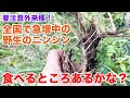 全国的に急増中！野生のニンジンは要注意外来種！？