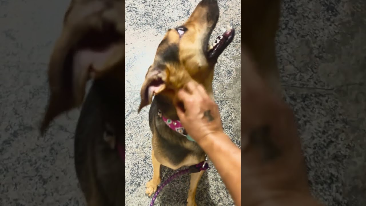 Teaching Dodo a leash-free walk 🐶🐕 