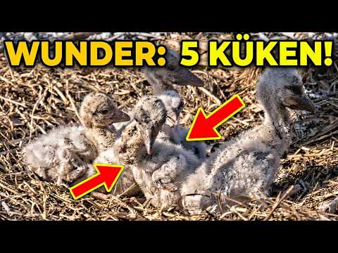 Kirchzarten Five Stork Chicks 2026 live cam preview
