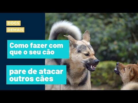 Vídeo: Pare a agressão do cão para outros cães