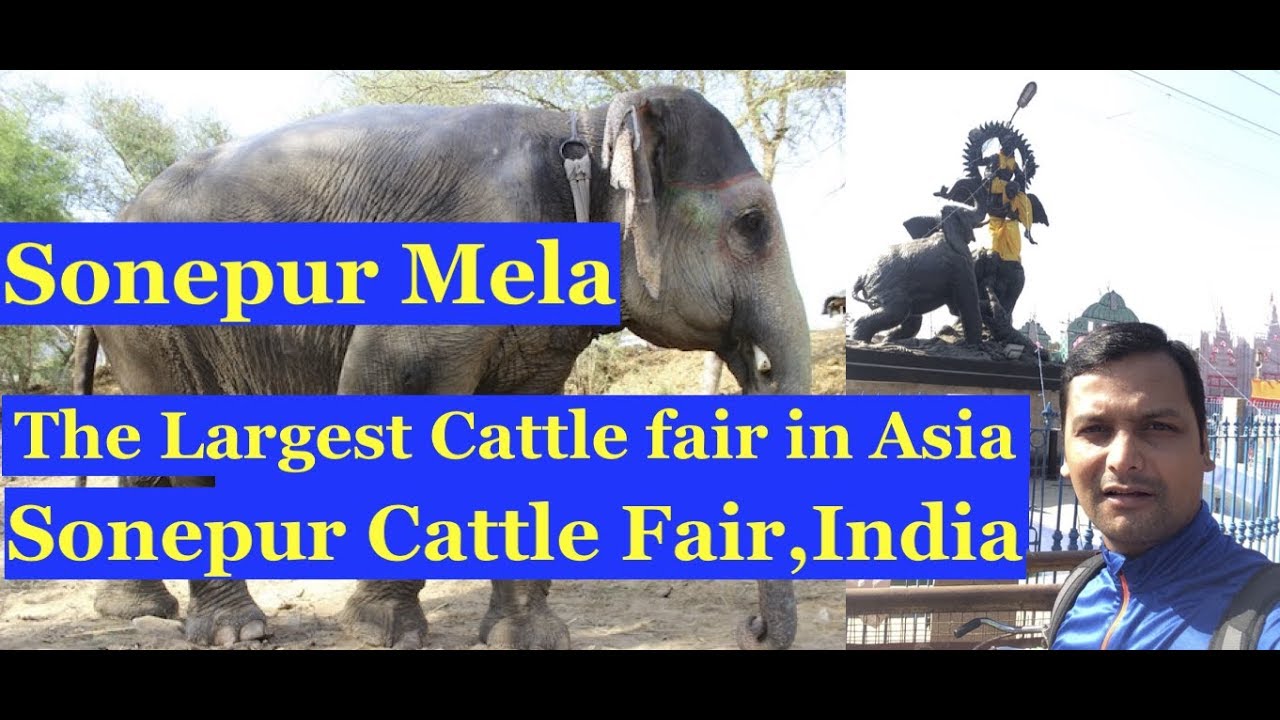 Sonepur Cattle Fair I Largest Cattle fair of Asia I Bihar I India I The  Bucket List Journal - YouTube