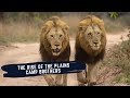 Rise of The Plains Camp Males - Sons of The Mantimahle Coalition - Documentary - Lions of Sabi Sand