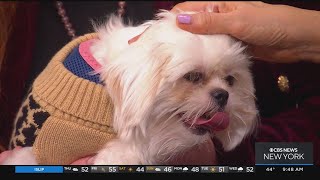 Furry Friend Finder: Meadow