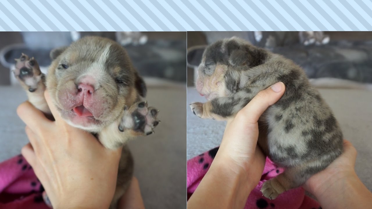 English Bulldog Eyes Open At 10 Days Old Youtube English Bulldog Eyes Open At 10 Days Old Youtube