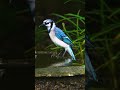 Blue jay standing in the rain on a stone walkway