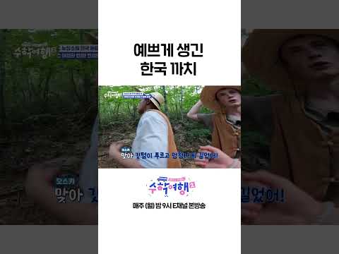 [#수학여행2] 외국인 피셜 : 한국 까치는 예쁘게 생겼다  #Shorts