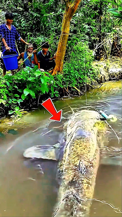 FISHING WITH GRANDFATHER‼️Grandpa immediately caught a monster catfish. #fishing #bigfish #shorts