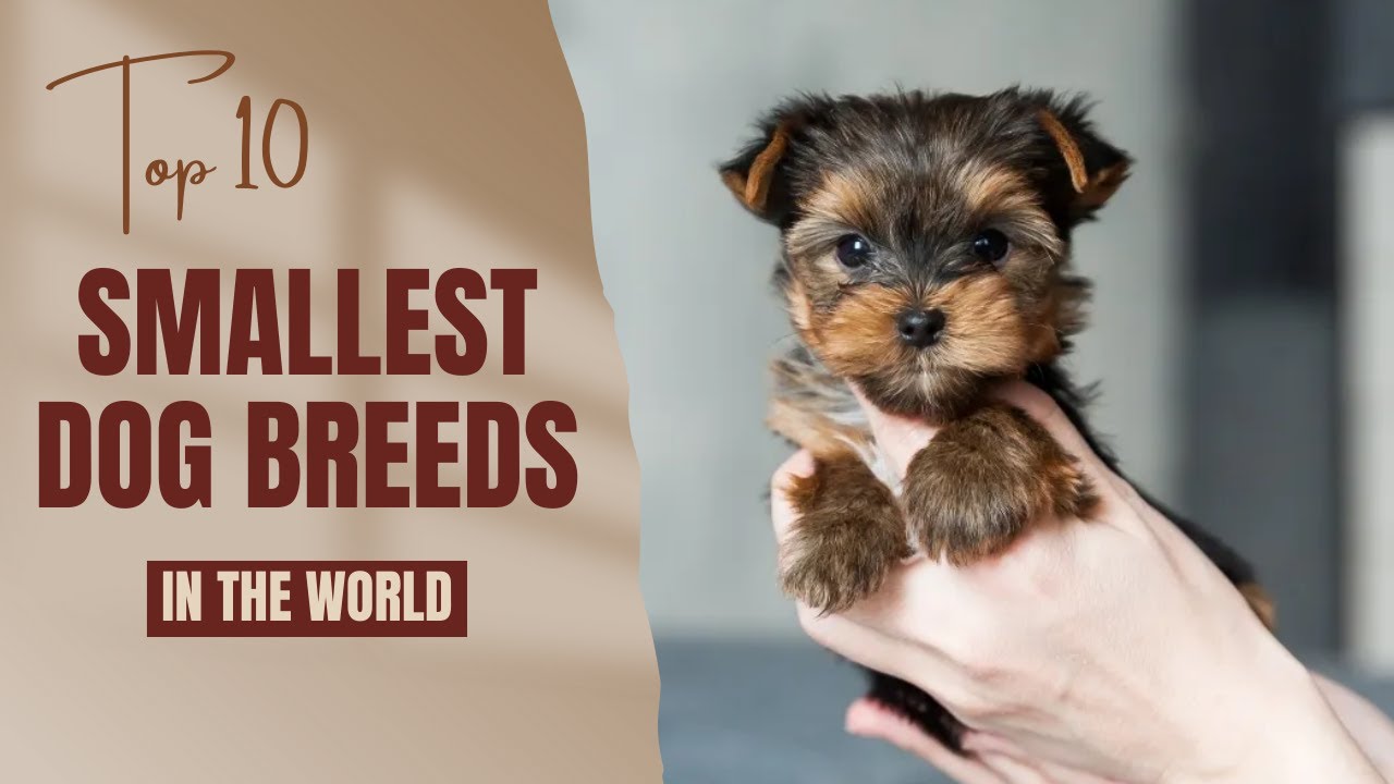 Топ-10 самых маленьких пород собак в мире ❤️
