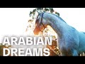 Fascinating arabian horses at the mulawa stables  ride