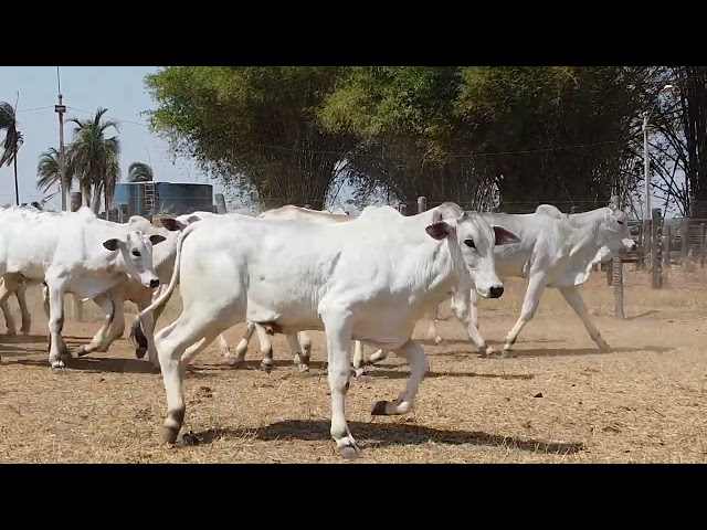 45º Mega Leilão Anual Carpa | BEZERROS LOTE 23C